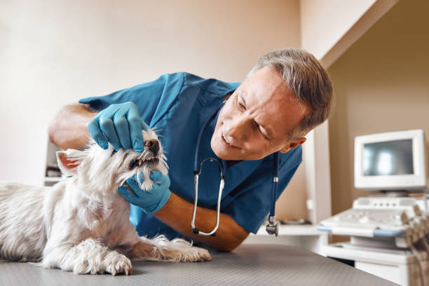 Best 24-Hour Emergency Dentist in Foresthill, CA